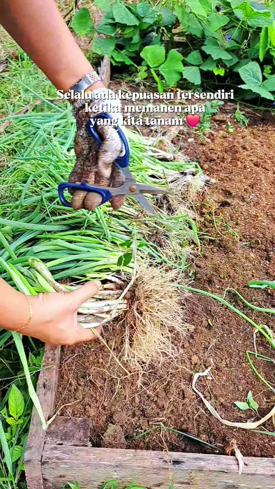 @Lusiaagarden