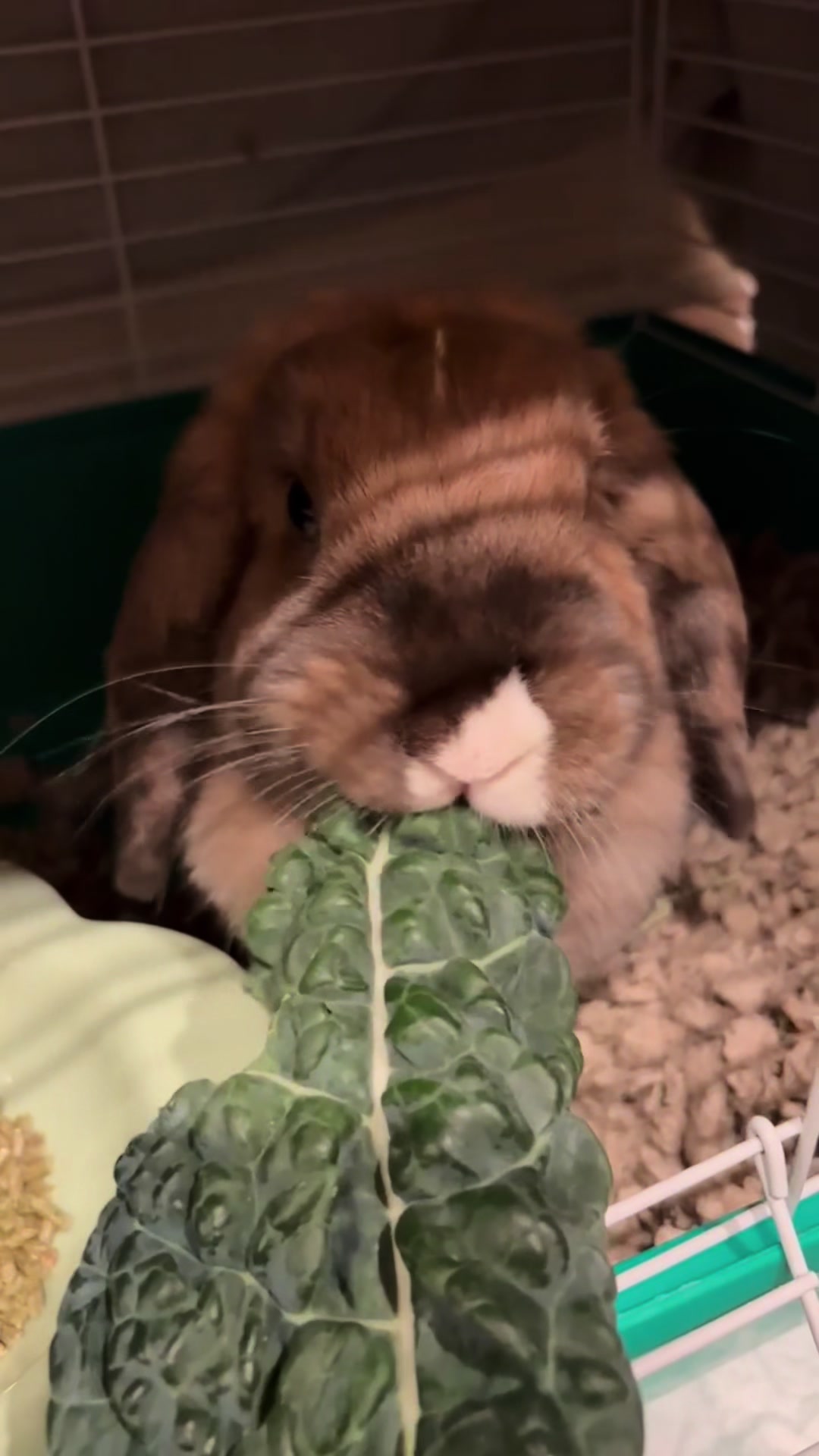 @honeythebunny24