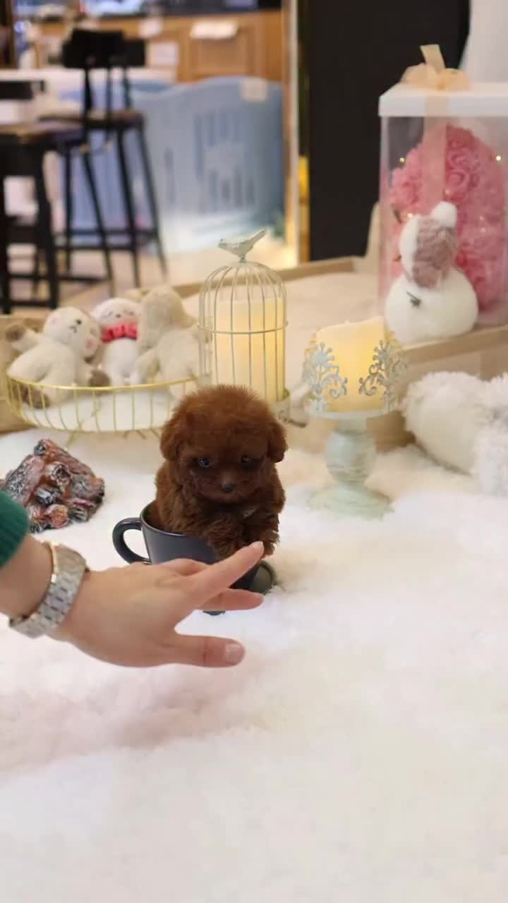 @homeraisedtinypoodles