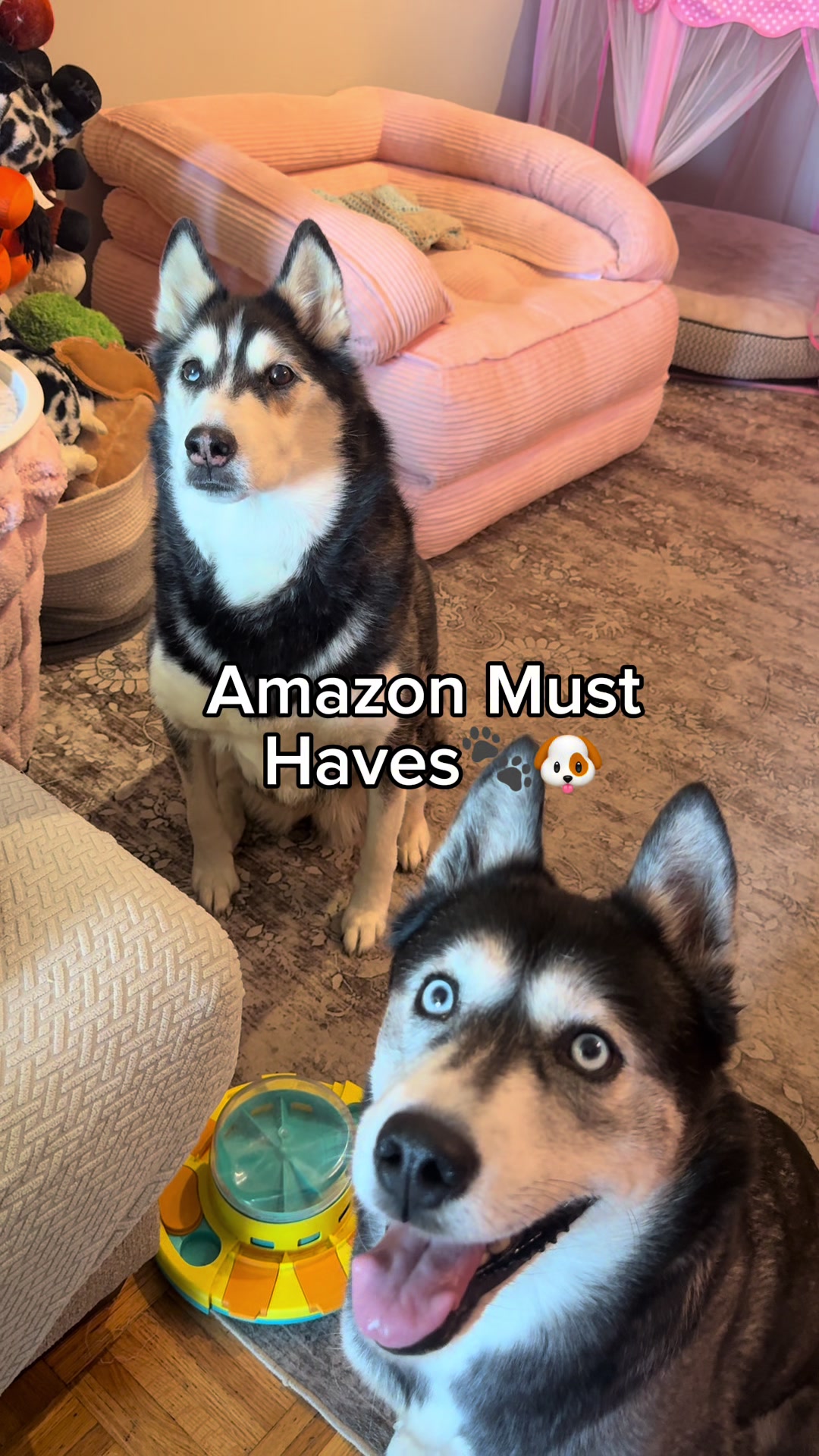 @Maya Husky 🐺