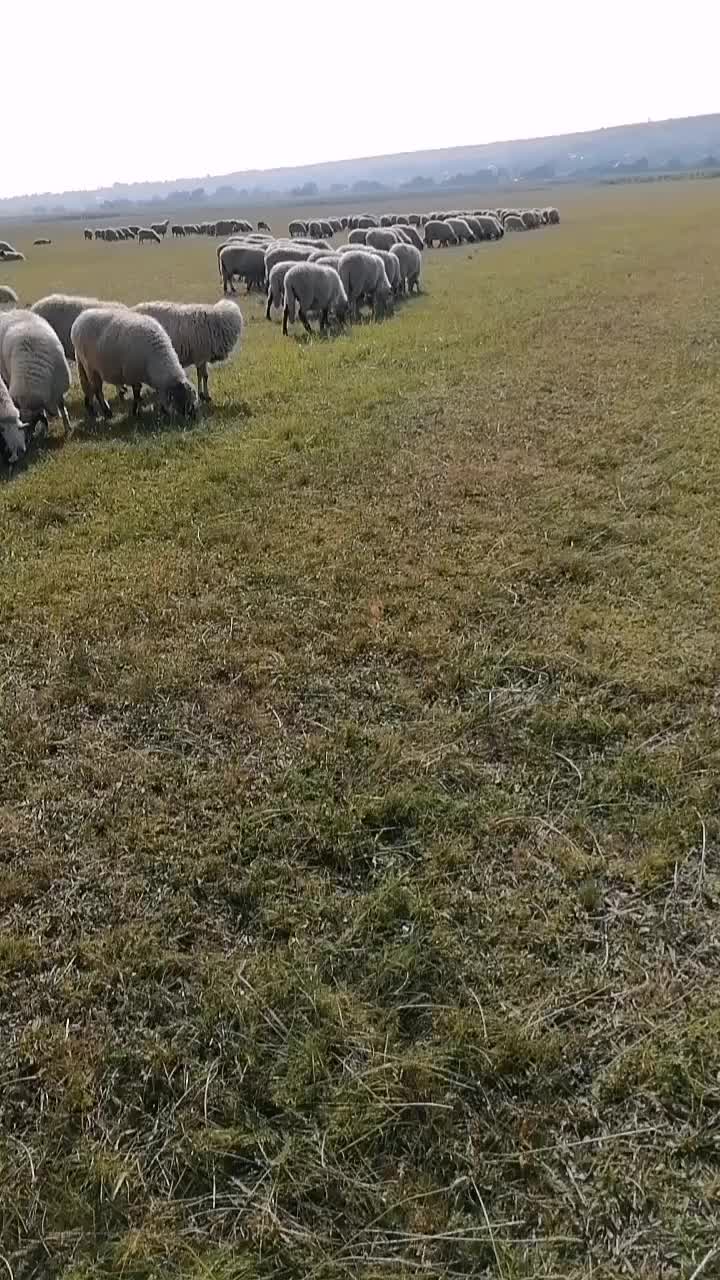 @Ionuț Boghitoi 38
