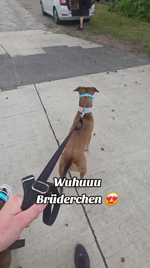 @Staffordshiremix Geschwister🐾
