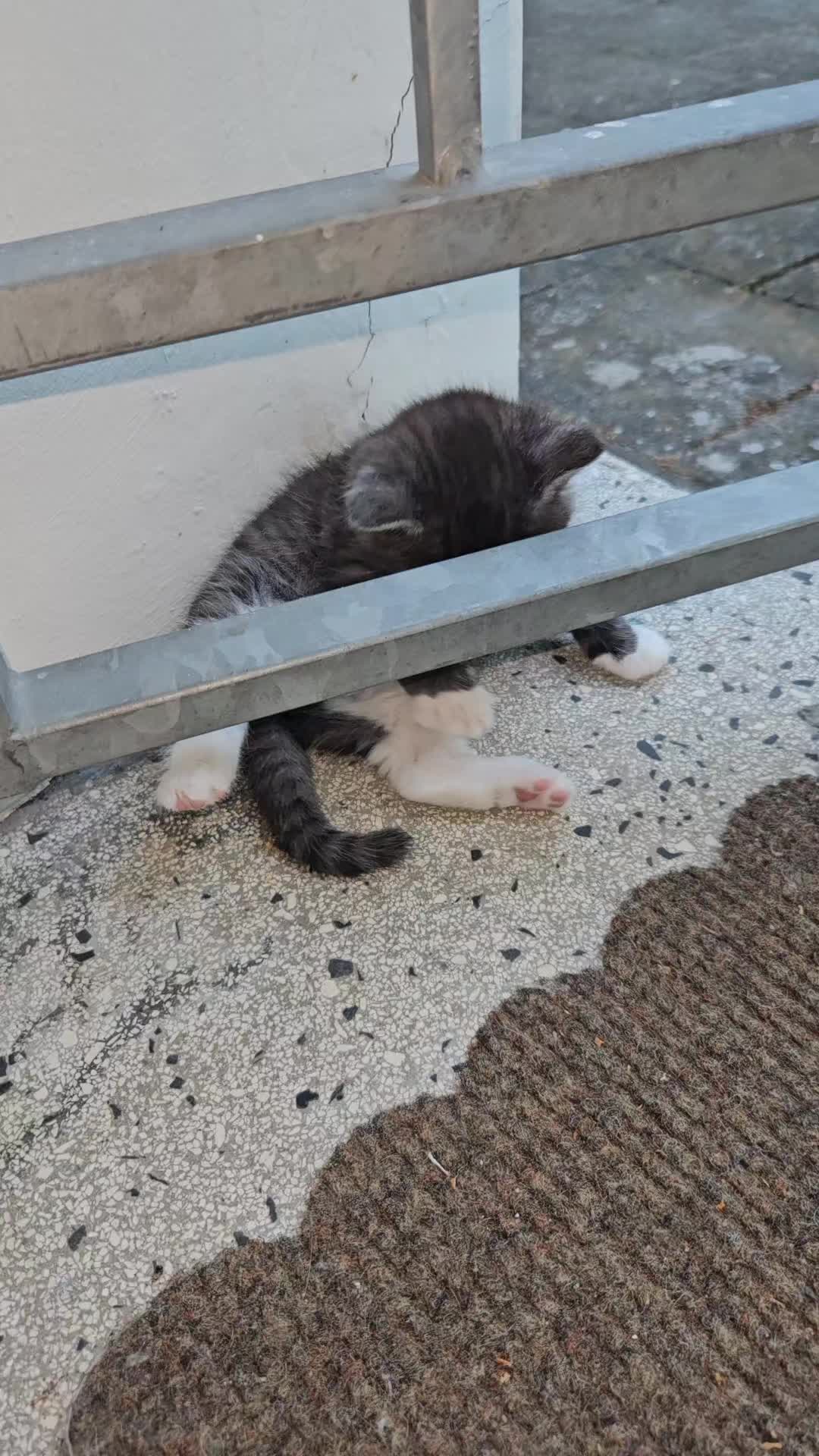 @rola 😈👿
