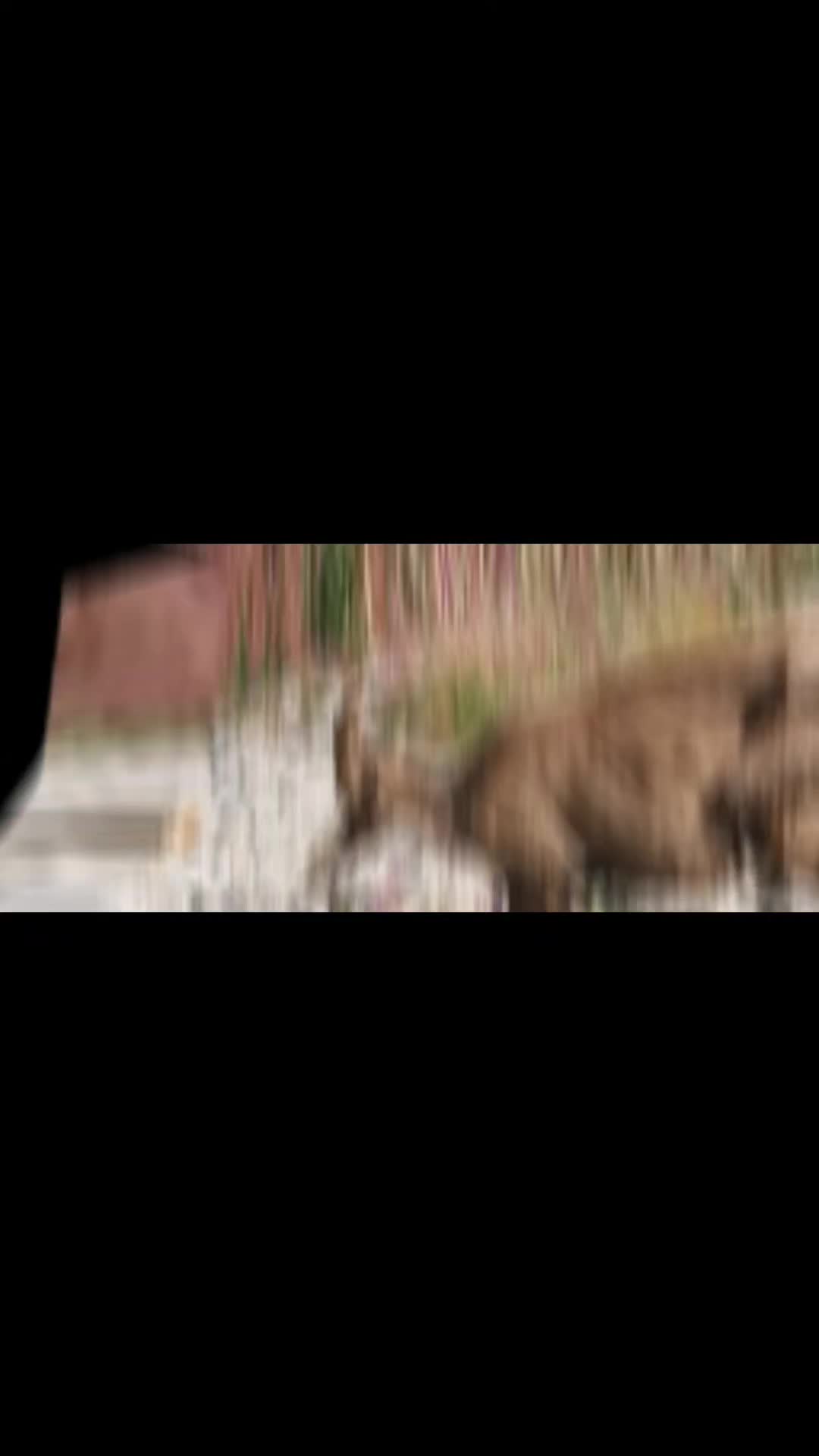 @wolfthebest