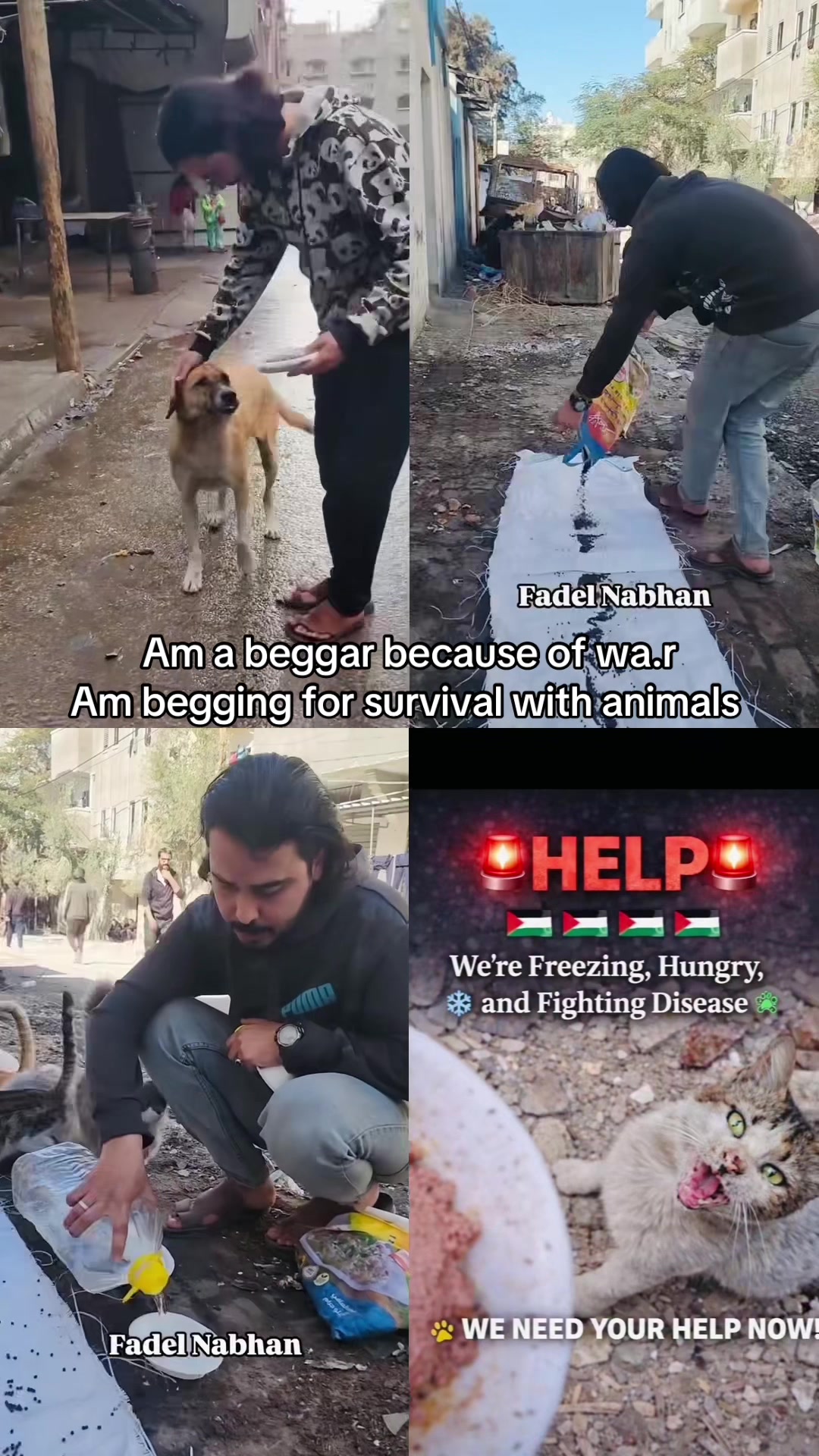 @Gaza Animal Rescue