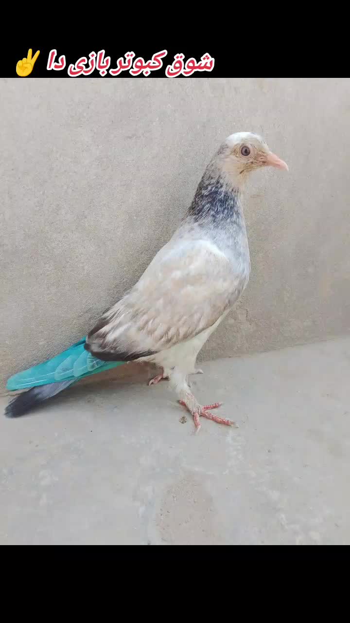 @Sattarnoul