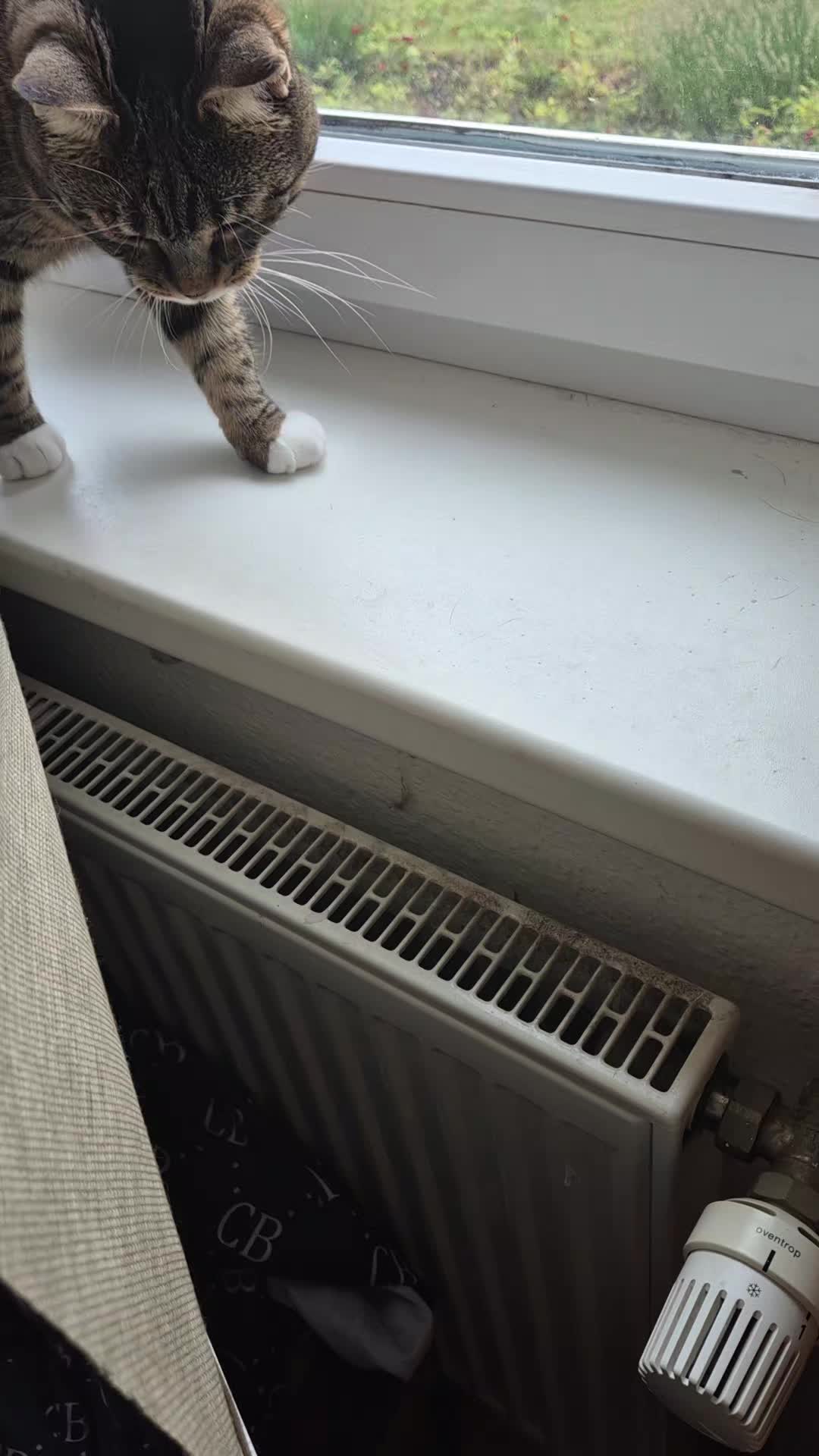 @Fluffy Cat