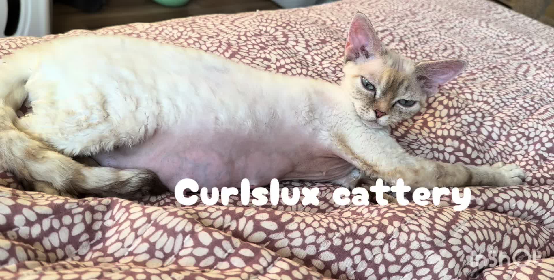 @Curlslux cattery!!๐บ๐ธ