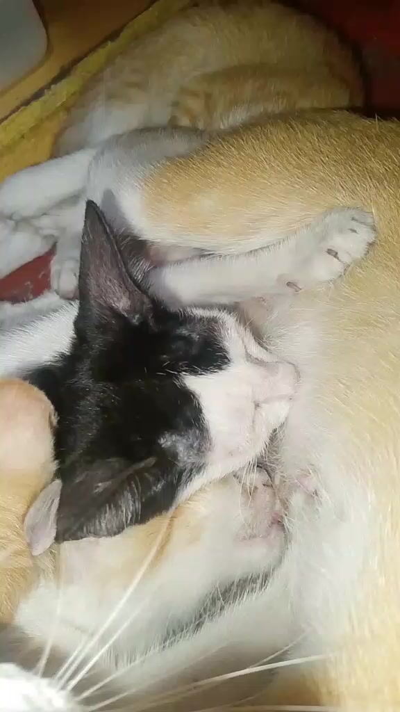 @sny meow🐈