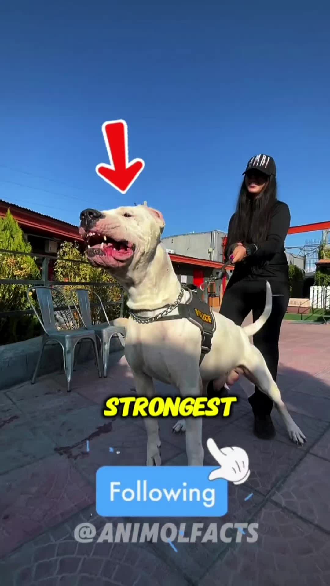 @animolfacts