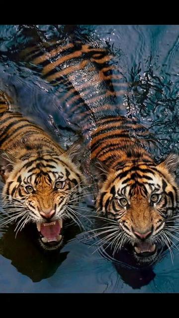 @🐅🐅manimal
