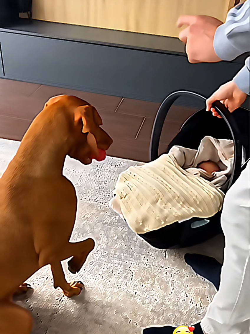 @dogmomentsdaily
