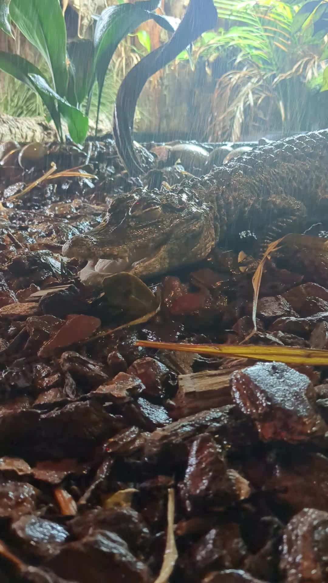 @Rockin' Reptiles Bristol