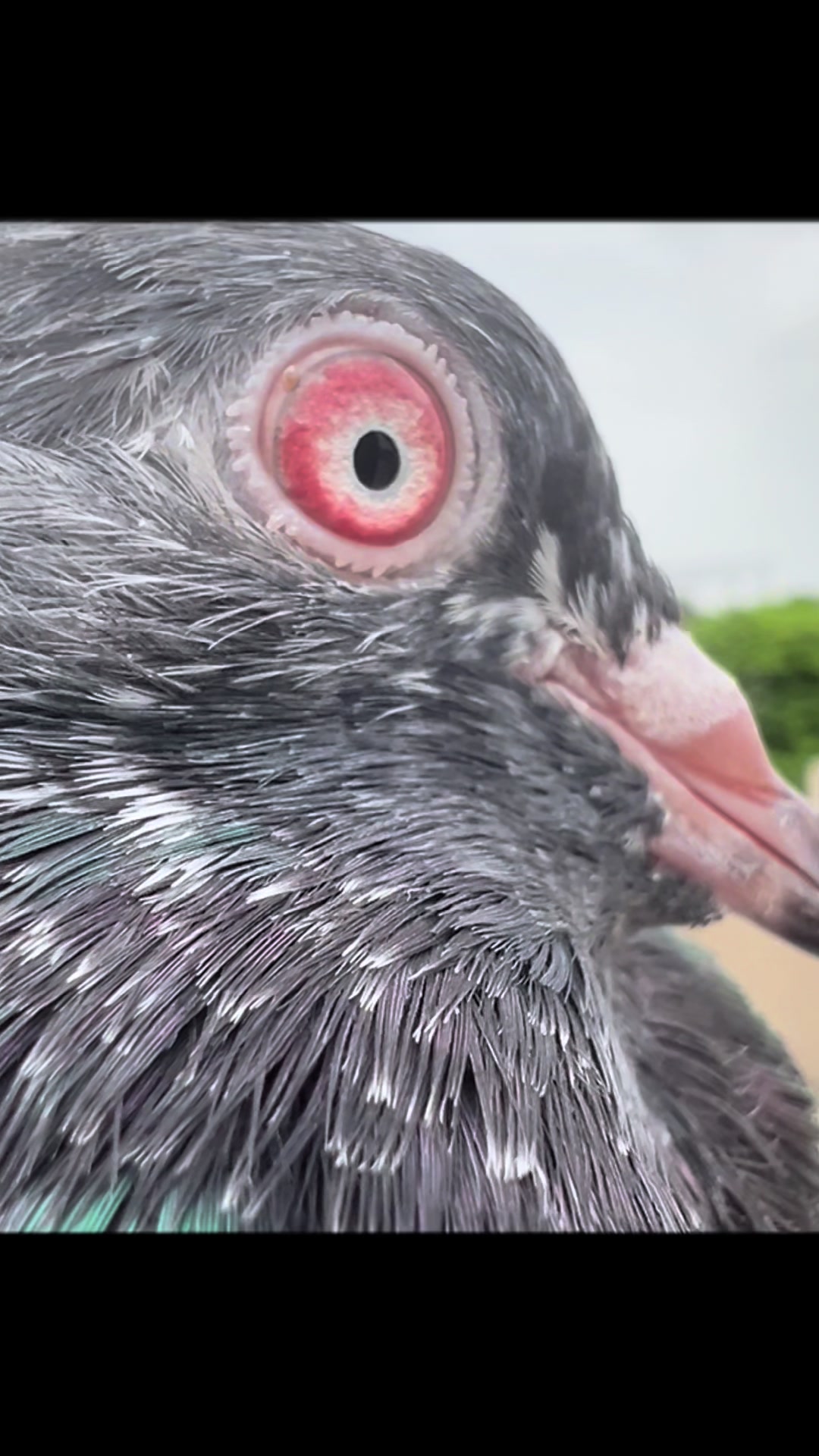 @The Best Pigeons
