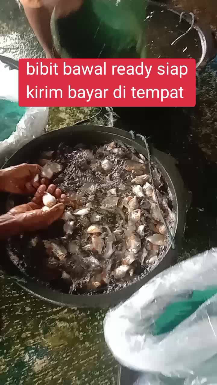 @afdhal koi farm