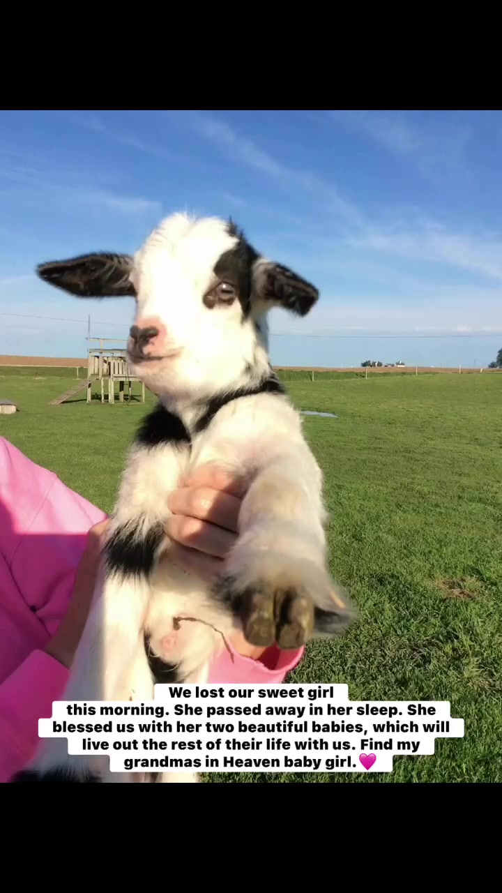 @Kitzman&rsquo;s Farm Sanctuary
