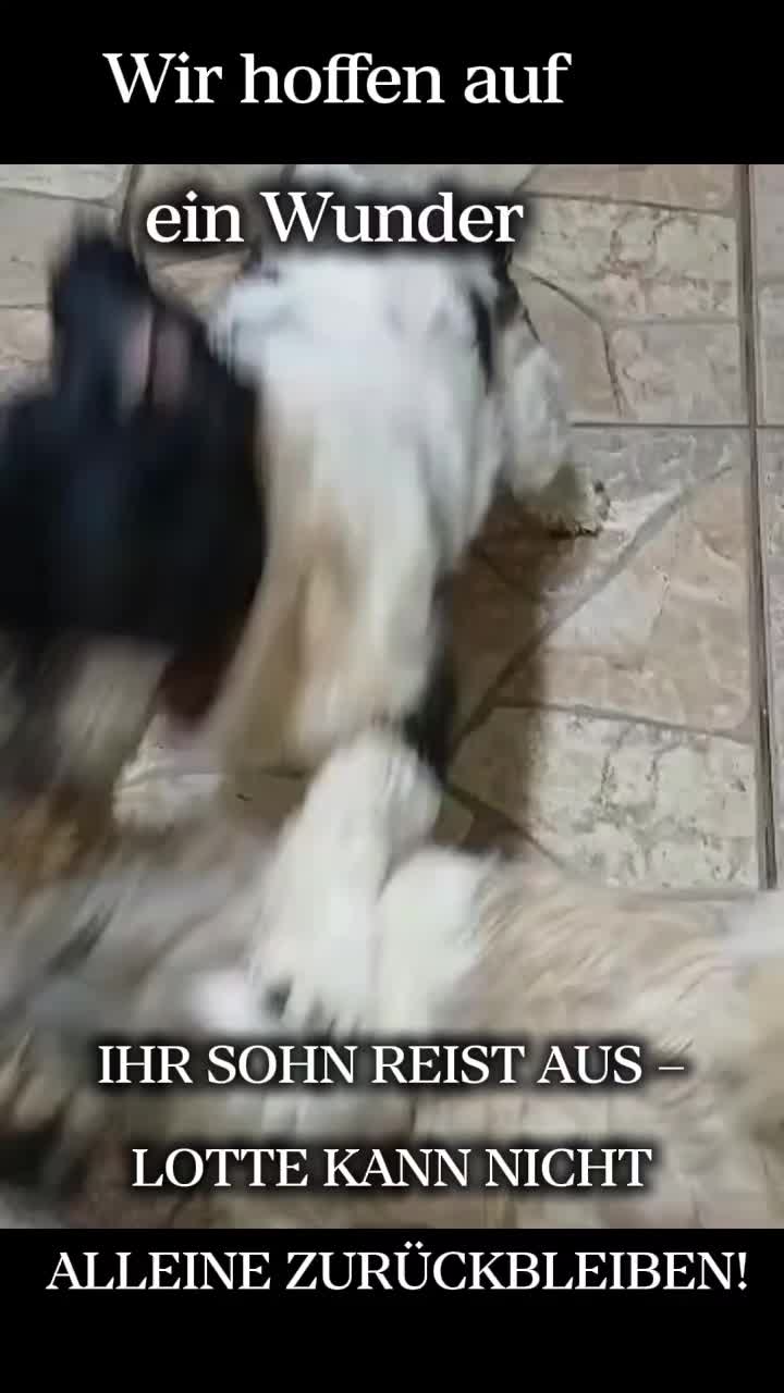@🐾 PfoteF&uuml;rPfote 🐾