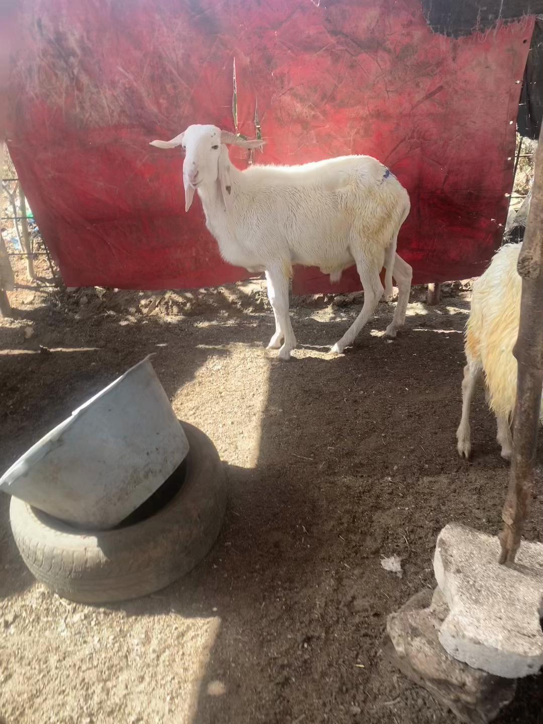 @Bergerie Soundiata Keita🐏🐑