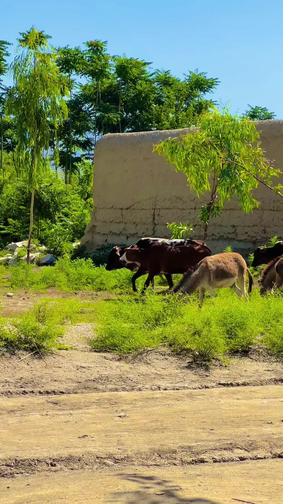 @Afghan Village Life