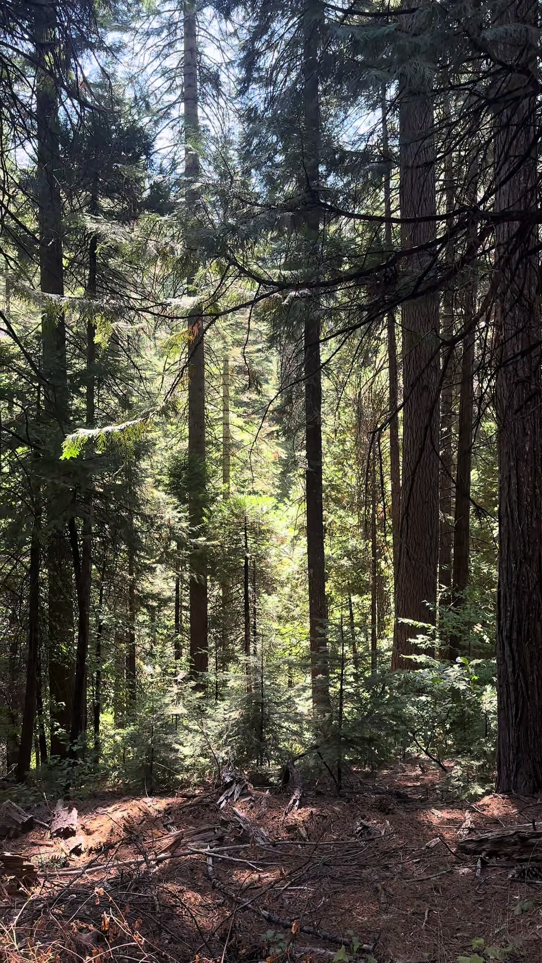 @🌲