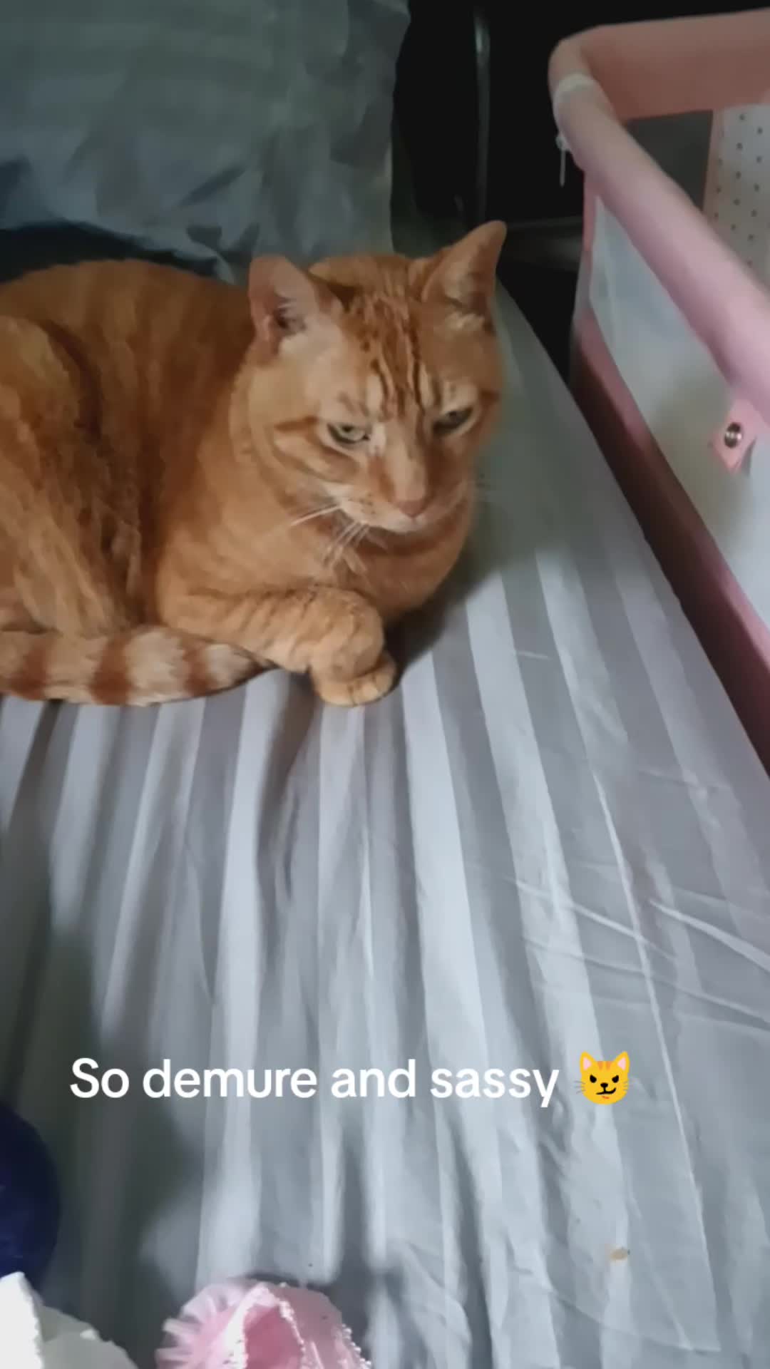 @tomatomunchiez