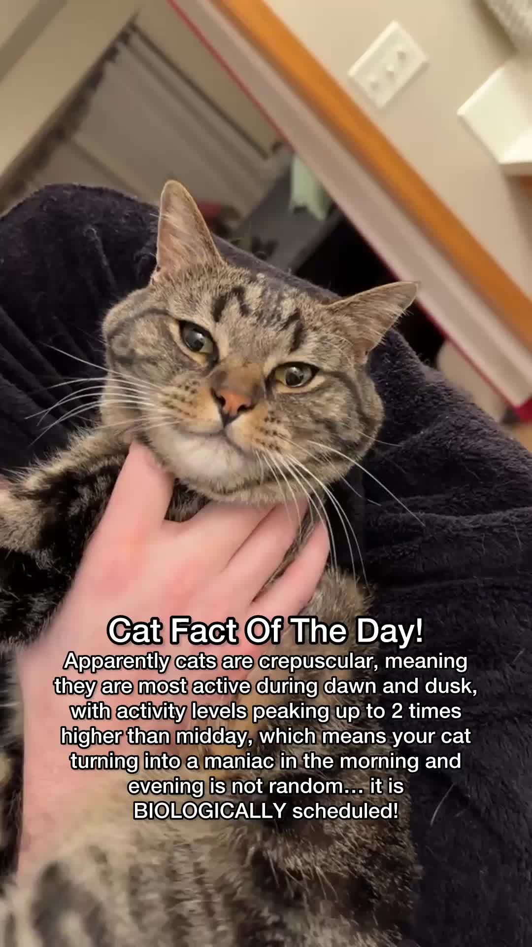 @Chip The Manx