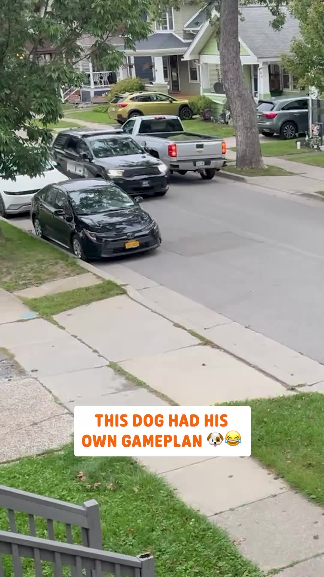 @Pawsome Pets