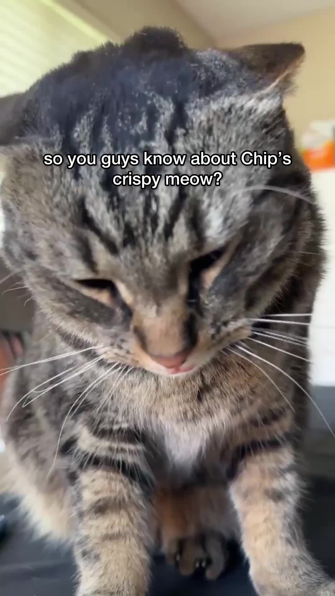@Chip The Manx