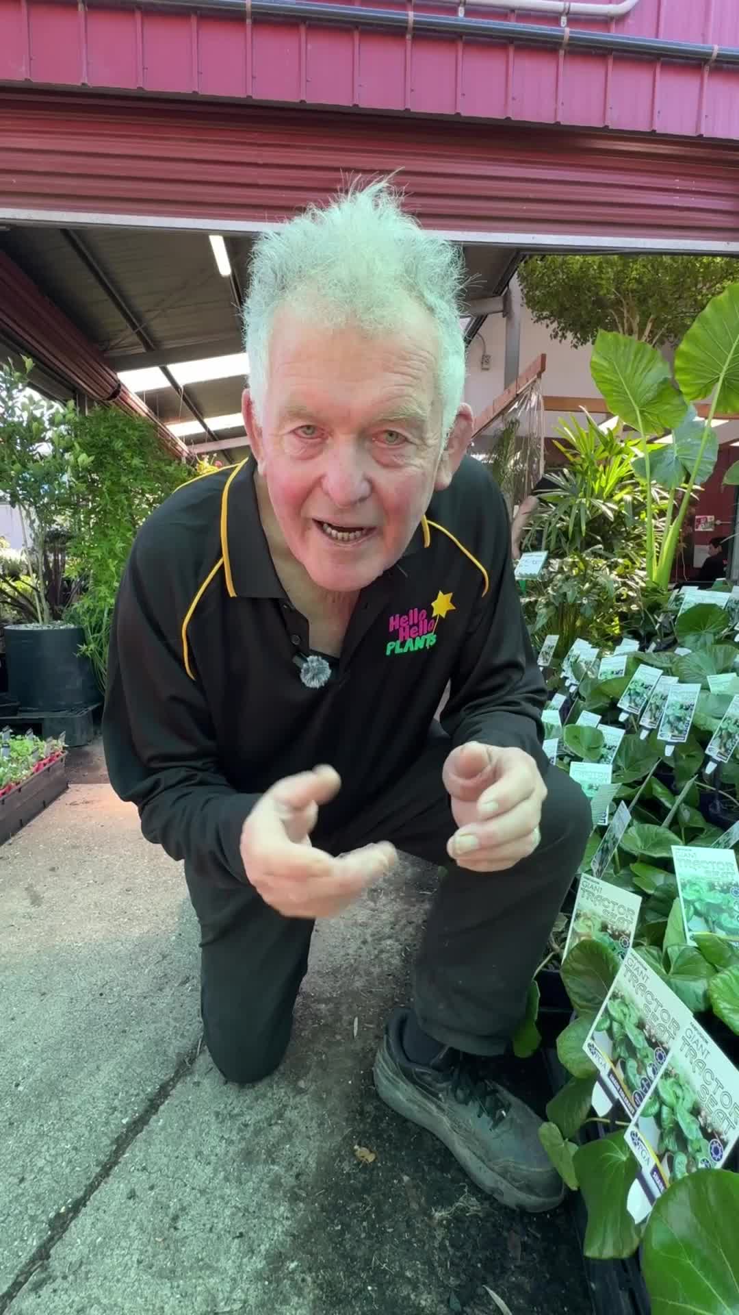 @Hello Hello Plants Nursery