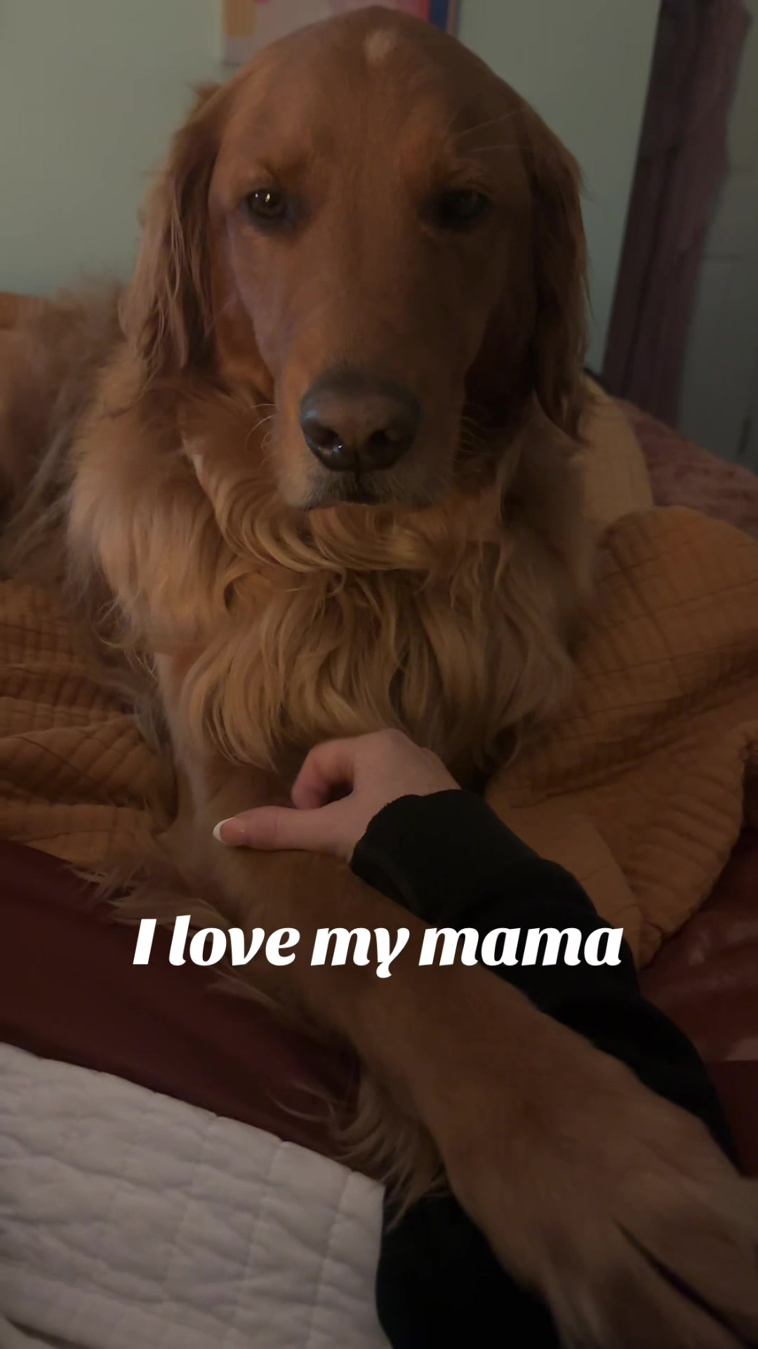 @Sammy The Big Red Dog