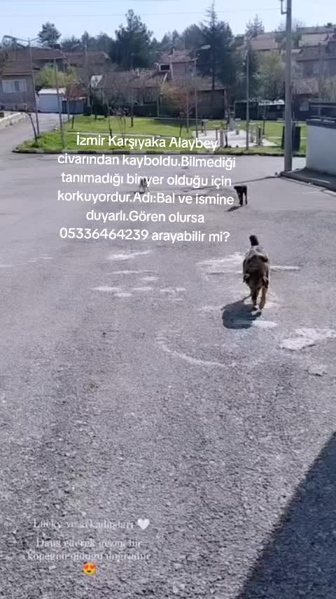 @Hayalperest_perii