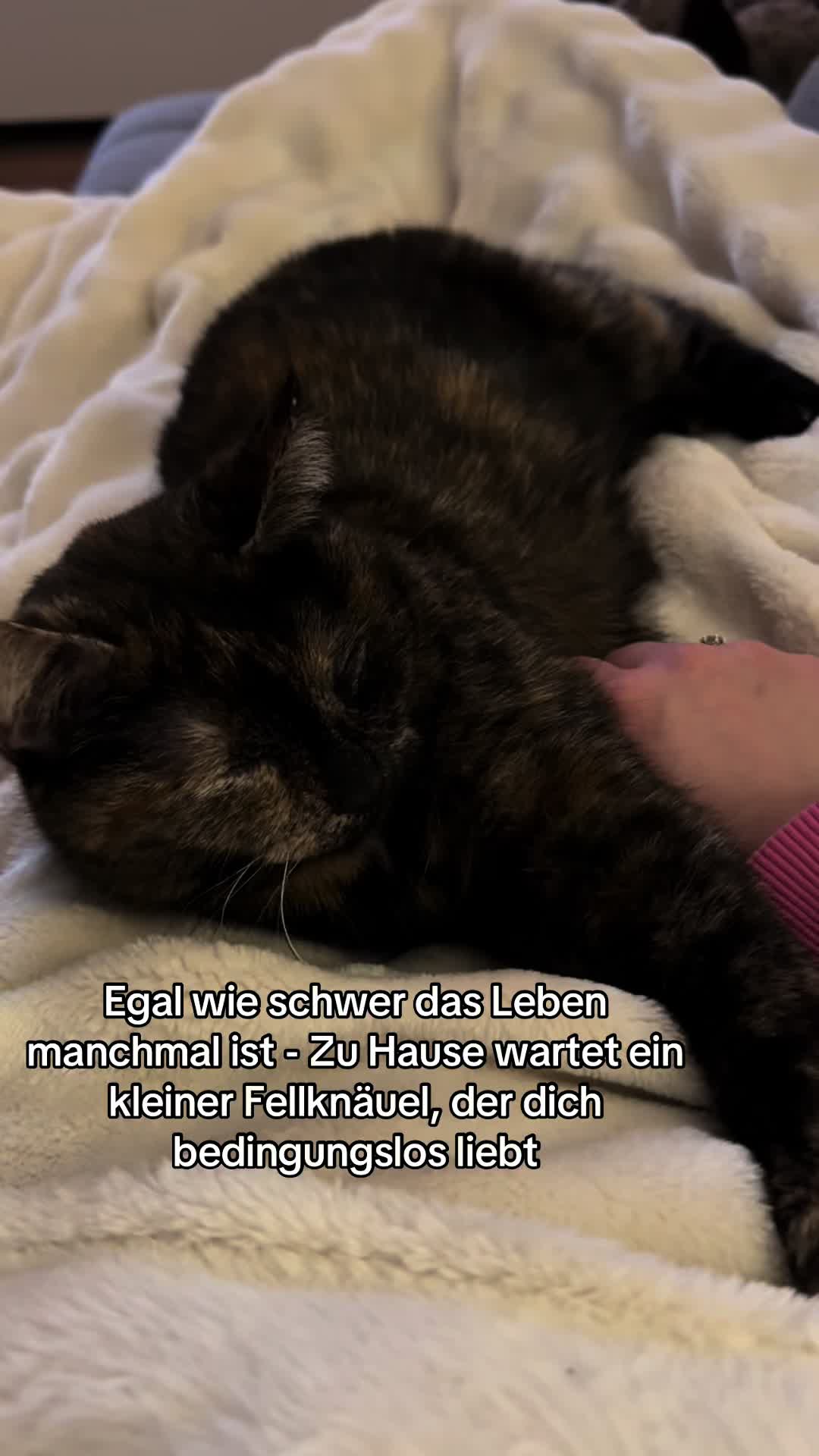 @Nala & Simba