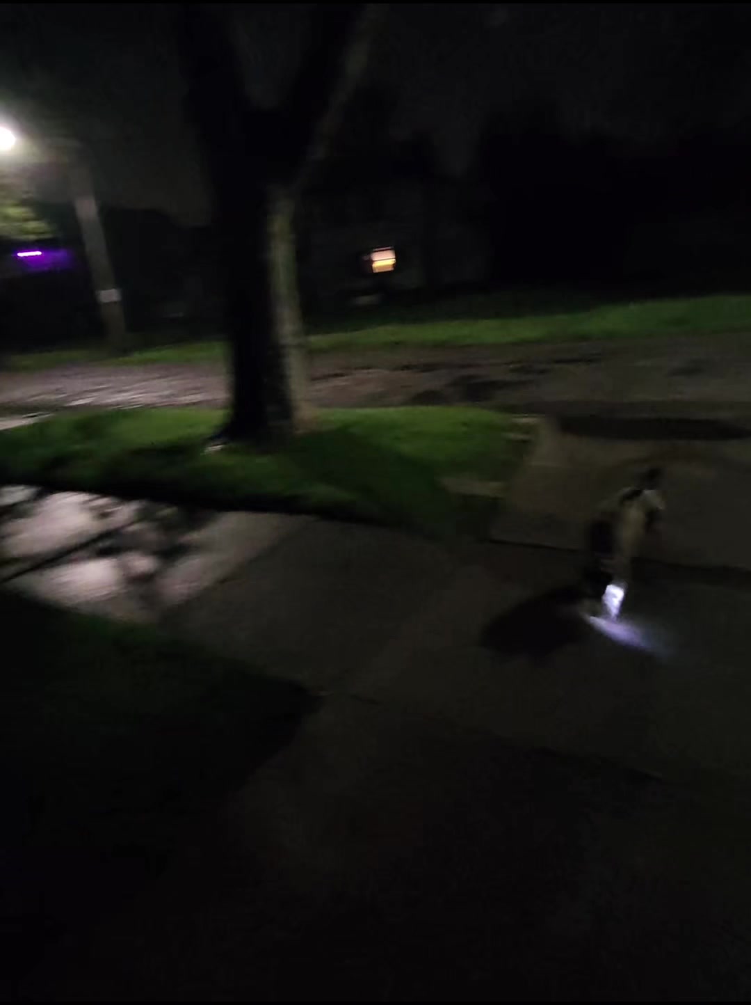 @Jay TheDog Trainer