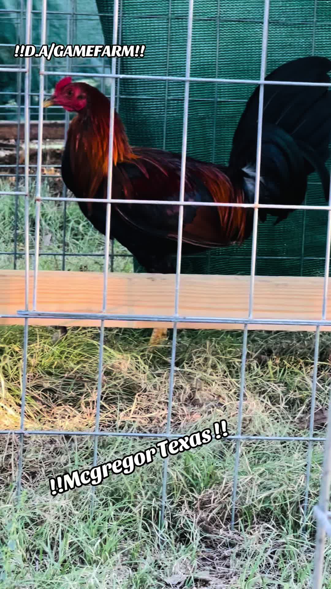 @DAgamefarm