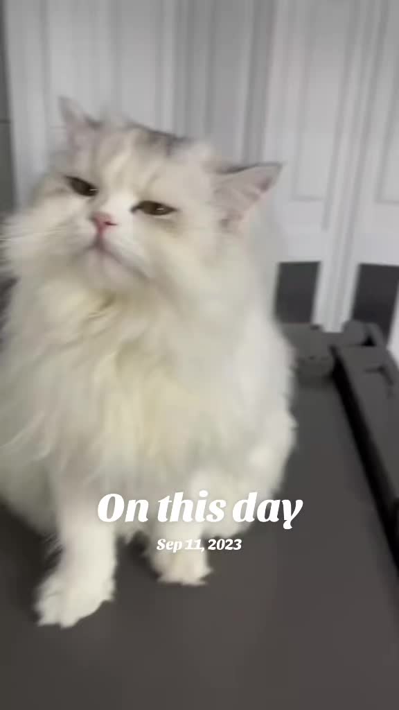@Cat Pippi