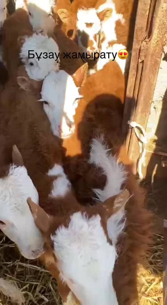 @Наурызбек