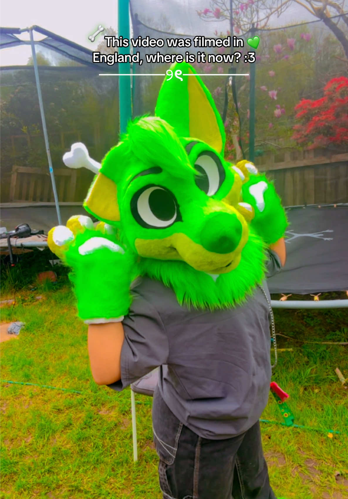 @★彡 ~ paws! ~ ★彡
