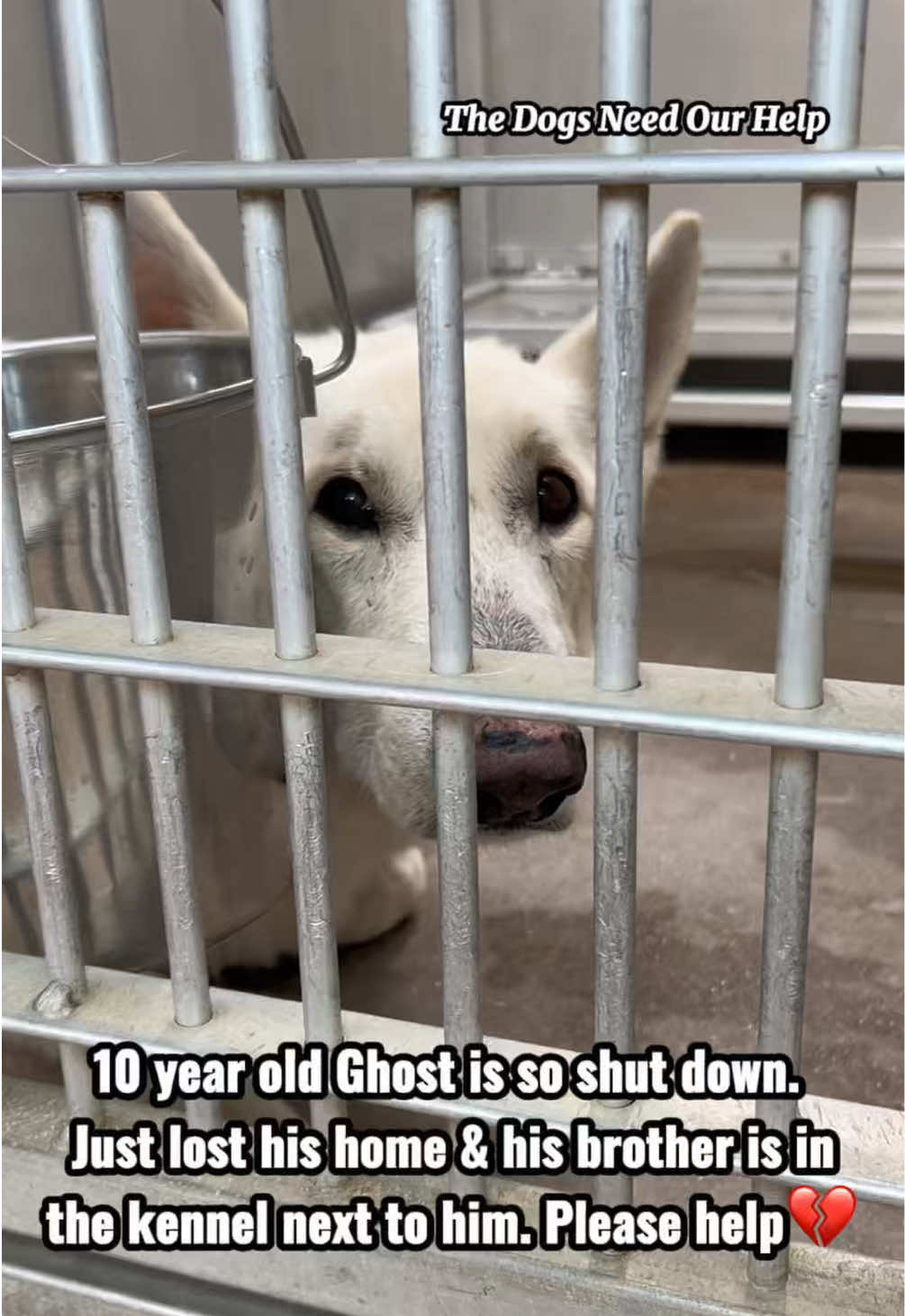 @The Dogs Need Our Help