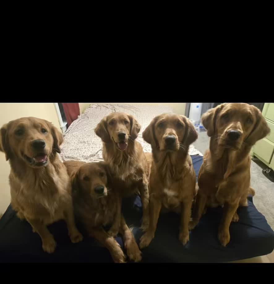 @Los golden Retriever