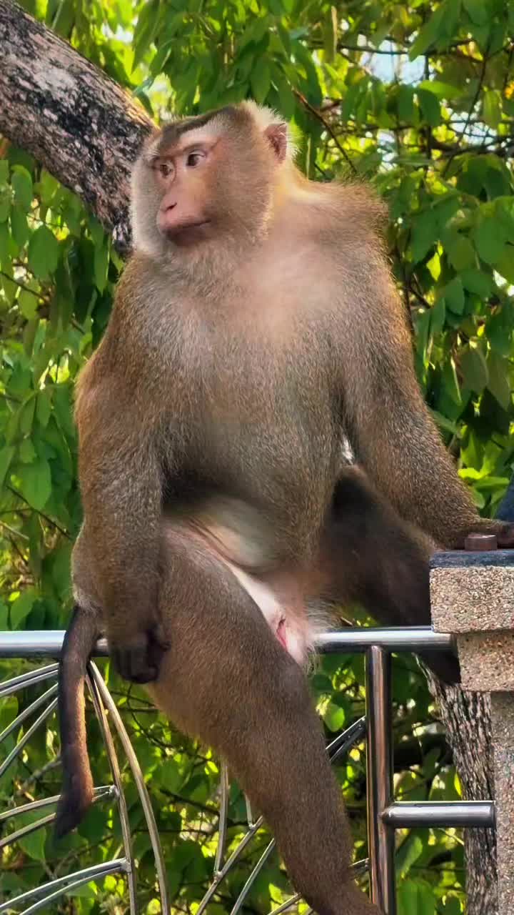 @Monkeyking❤