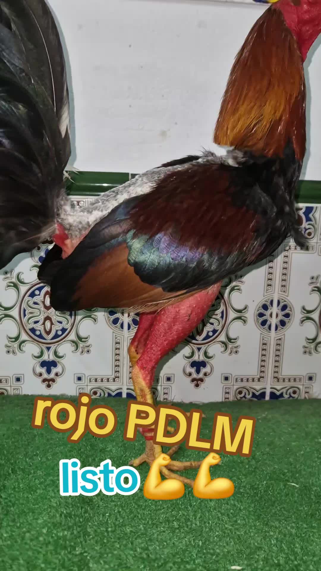 @eli gallero pdlm andalucia