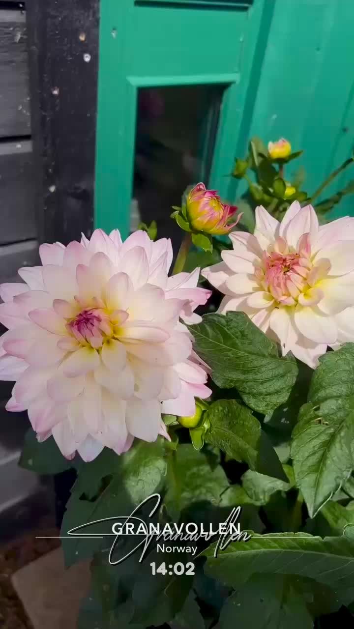 @mettemyhrebakken