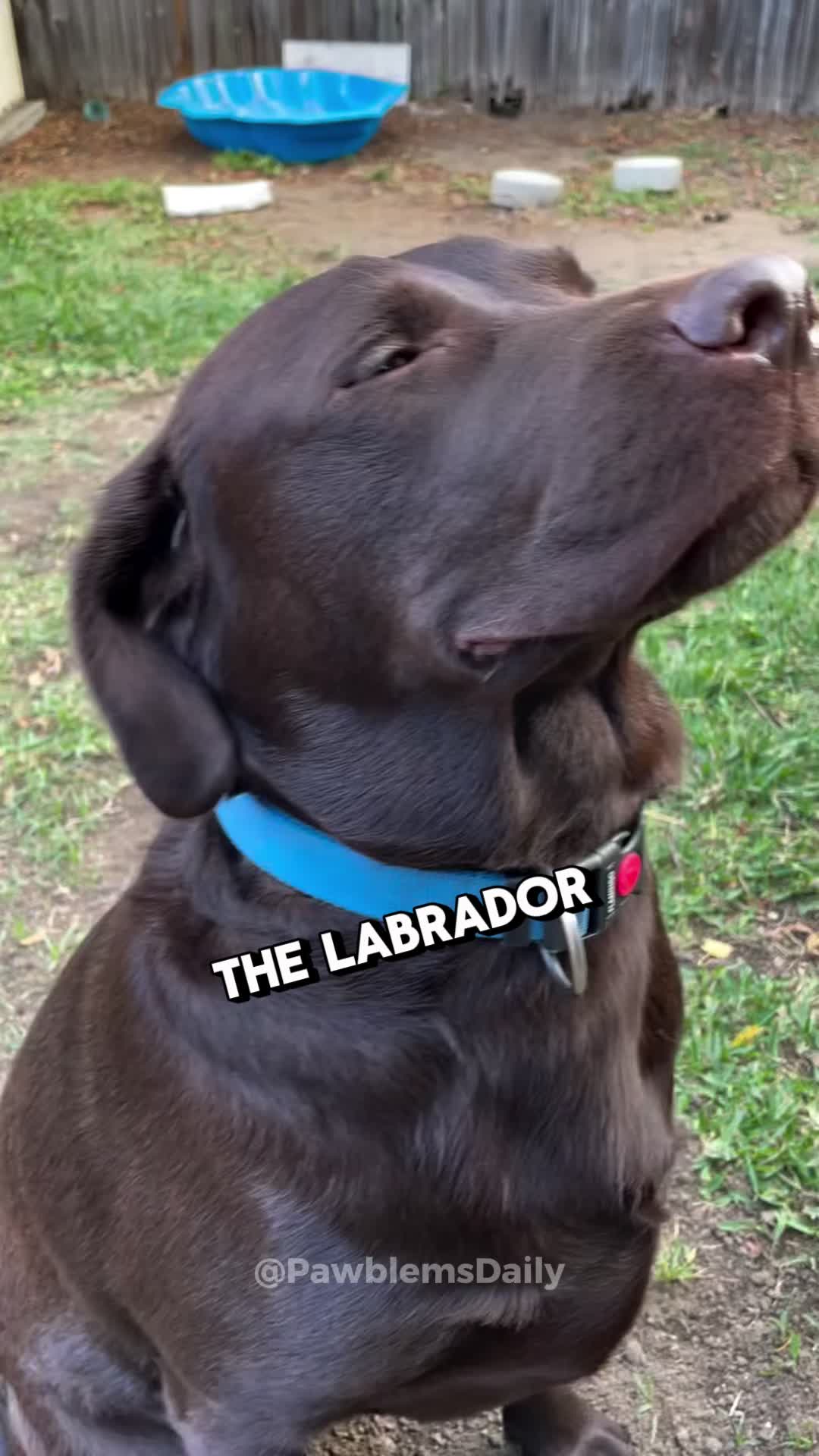 @PawblemsDaily