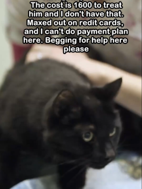 @Saving Paul the brave Cat!