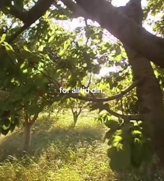@r&aring;tten mango