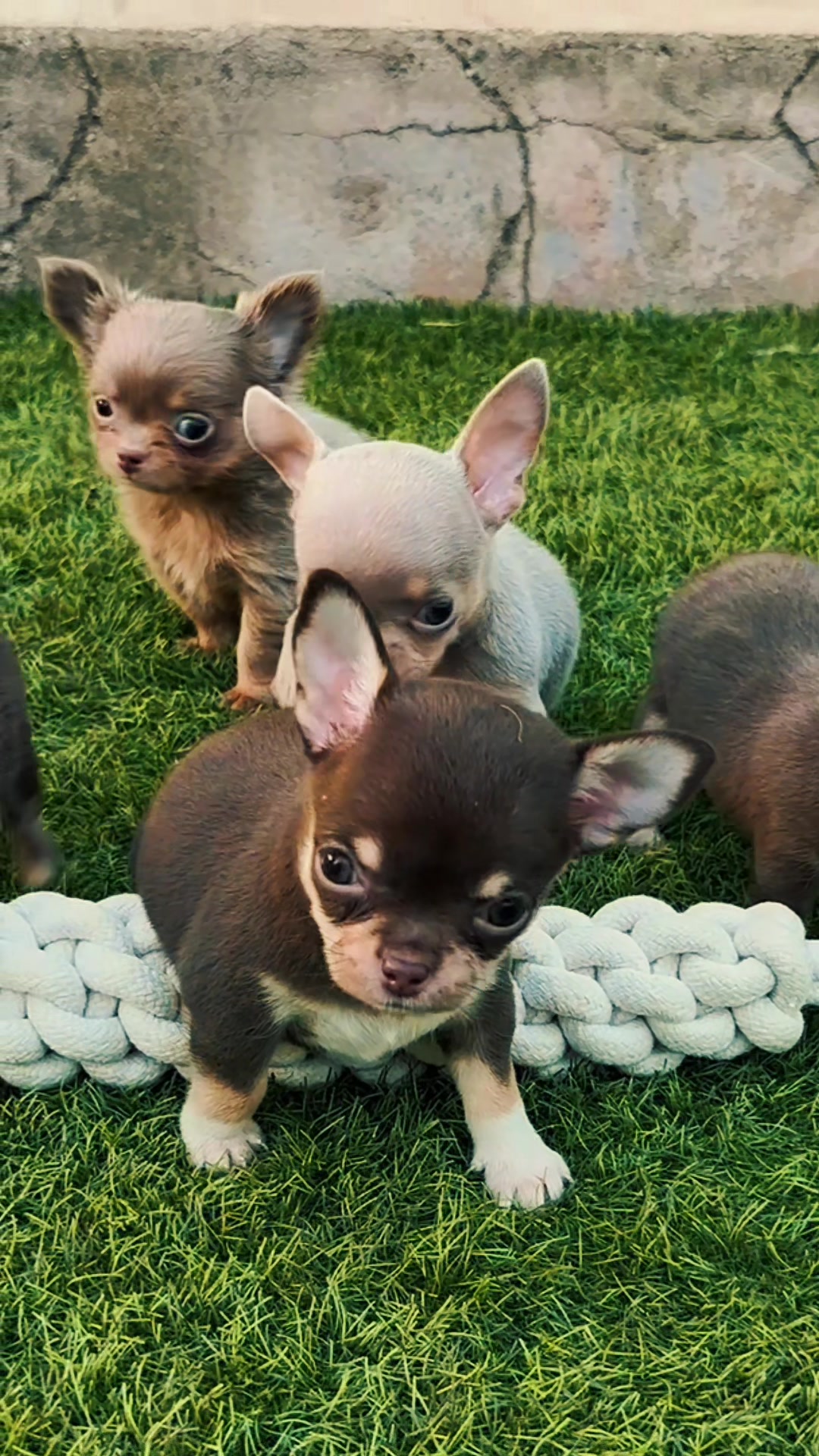 @Mascotas ,cachorritos bonitos