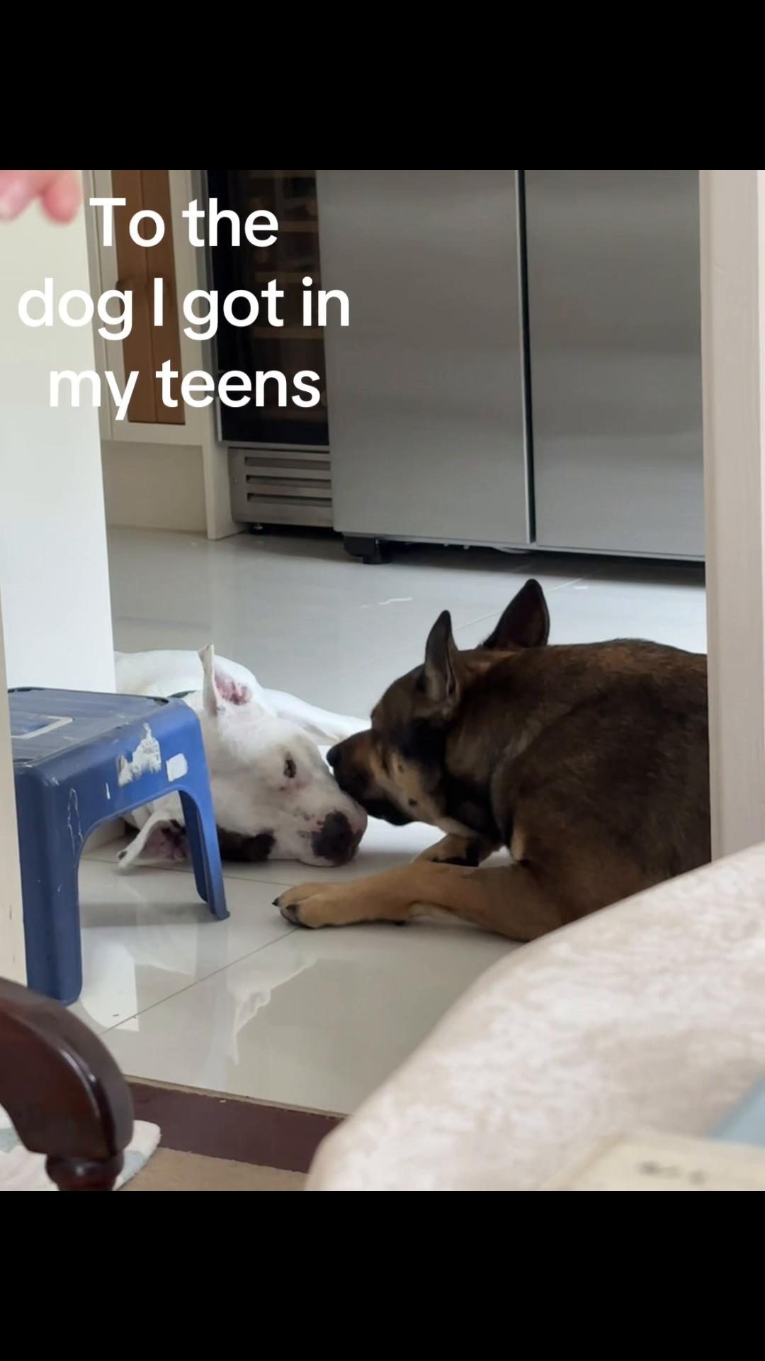 @RockyTheMutt