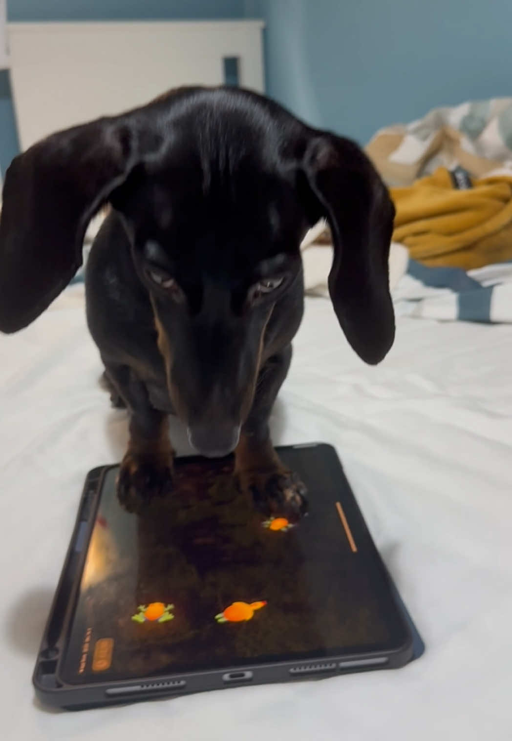 @🐾 Pajti kalandjai 🐾