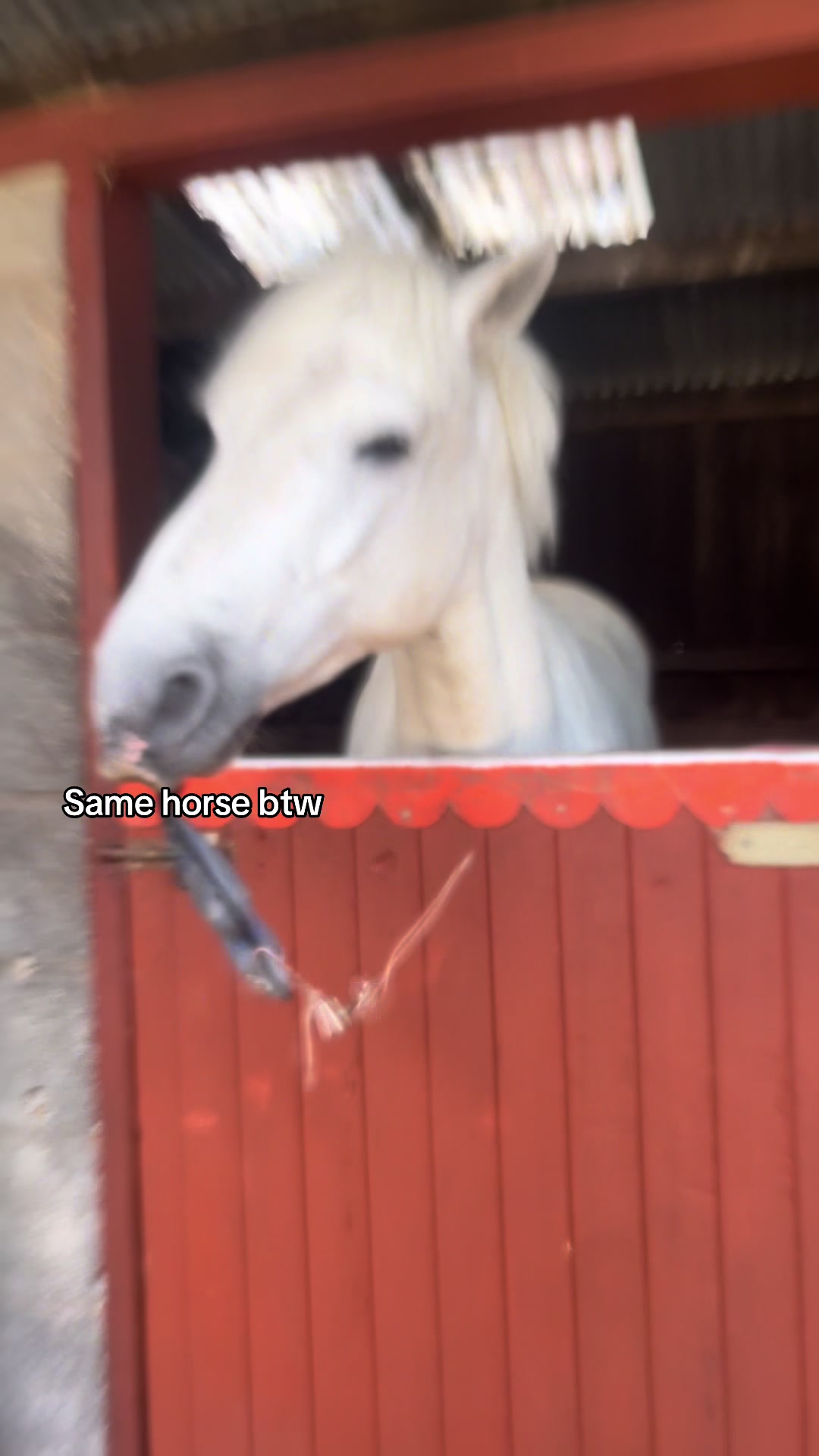 @amelia_showjumping2