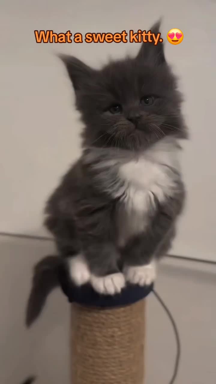 @🤣Vid&eacute;os Dr&ocirc;les.Zzz